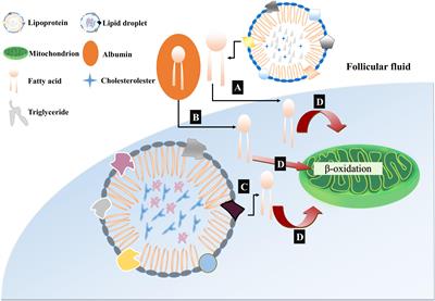 Role of Lipid Metabolism and Signaling in Mammalian Oocyte Maturation, Quality, and Acquisition of Competence